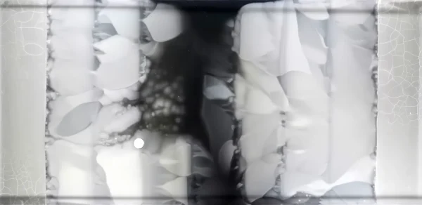 巨大なペトリ皿の上で、細菌が抗生物質のバリアを突破して突然変異を繰り返しながら増殖していく実験映像