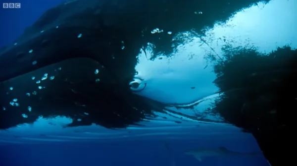 海中を雄大に泳ぎながら、複雑な鳴き声（歌）を発するクジラの姿