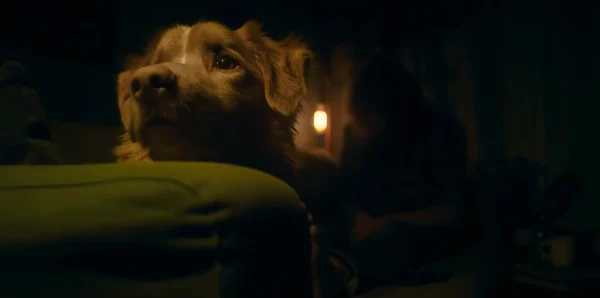 暗闇の先をじっと見つめ、見えない何かを警戒する犬のインディ